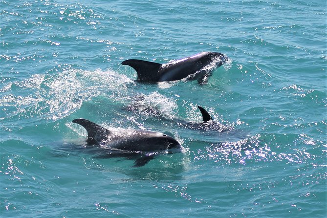 Deluxe Whale Watching and Whales of Iceland Exhibition Combo from Reykjavik - If the weather is rough or sightings are scarce: how the ticket protects your time