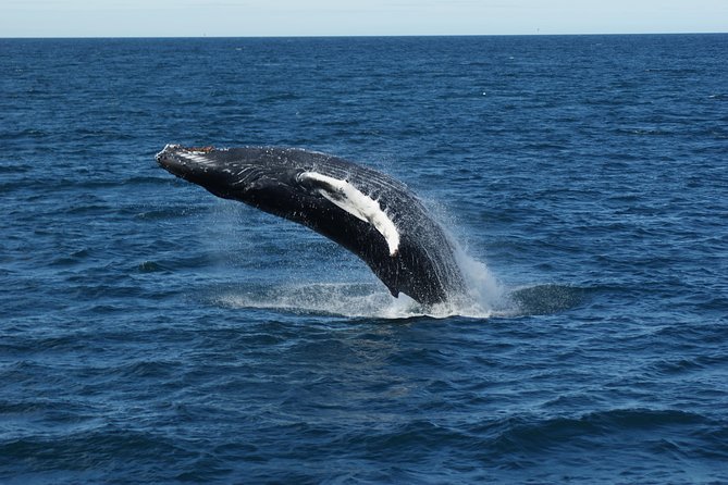 Deluxe Whale Watching and Whales of Iceland Exhibition Combo from Reykjavik - Whales of Iceland: what you’ll do after the cruise