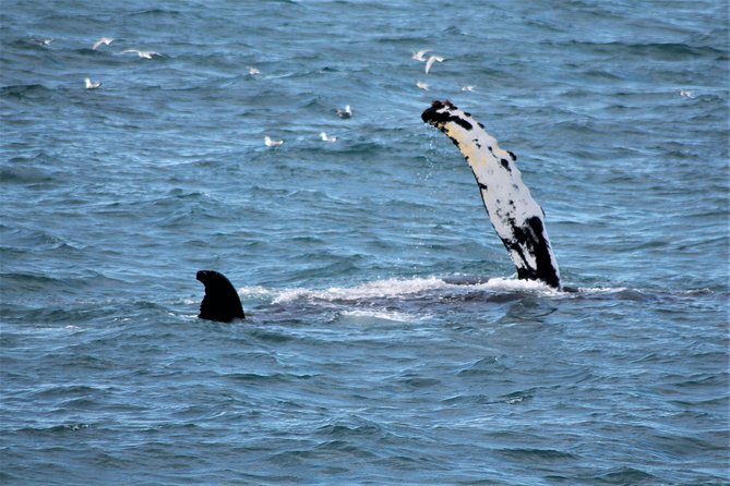 Deluxe Whale Watching and Whales of Iceland Exhibition Combo from Reykjavik - The real value of the $120 price: what you’re buying besides a boat
