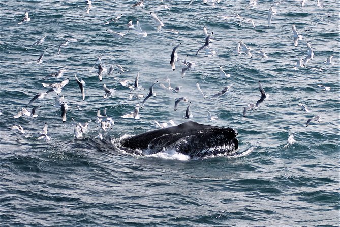 Deluxe Whale Watching and Whales of Iceland Exhibition Combo from Reykjavik - Comfort, comfort, comfort: the boat setup that makes a difference