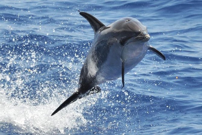 Dolphin and Whale Cruise in Puerto Rico, Gran Canaria - Key things that make this cruise worth considering