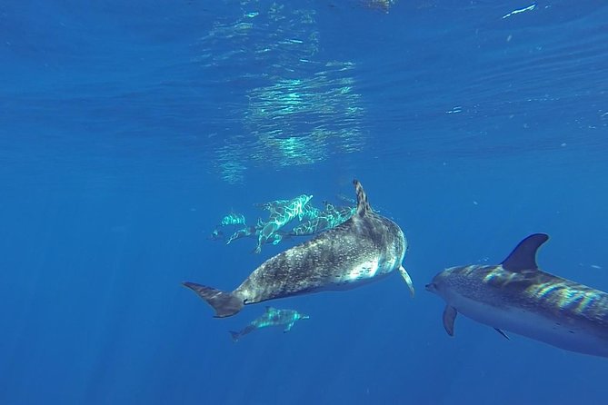 Dolphin and Whale Cruise in Puerto Rico, Gran Canaria - Gran Canaria’s southwest waters: why this route matters