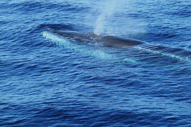 Dolphin and Whale Cruise in Puerto Rico, Gran Canaria - Swim stop and snorkel time: how to plan for underwater views