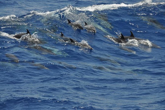 Dolphin and Whale Cruise in Puerto Rico, Gran Canaria - What you can realistically see: dolphins are common, whales depend on the day