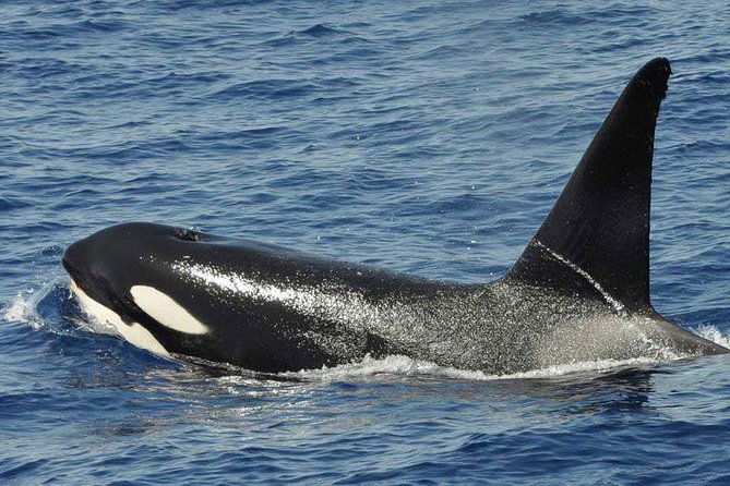 Dolphin and Whale Cruise in Puerto Rico, Gran Canaria - Ethical viewing and the reality of “time with animals”