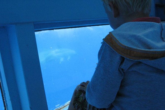 Dolphin and Whale Cruise in Puerto Rico, Gran Canaria - Seasickness, wind, and comfort: the biggest decision factor