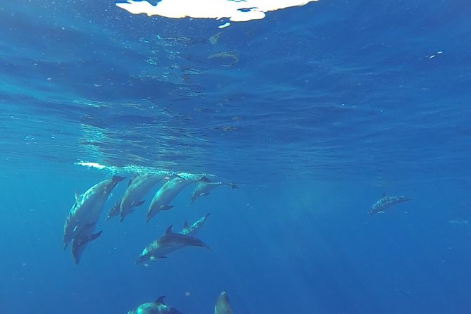 Dolphin and Whale Cruise in Puerto Rico, Gran Canaria - The 2.5-hour dolphin and whale search: how the day runs
