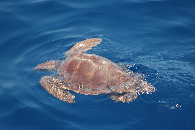 Dolphin and Whale Sailing Tour in Los Gigantes - Acantilado de los Gigantes: Why the Cliff Stop Is More Than a Photo Moment