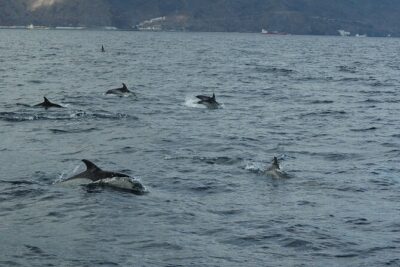 Dolphin and Whale Sailing Tour in Los Gigantes - Your Search for Dolphins and Pilot Whales in Teno Rural Park