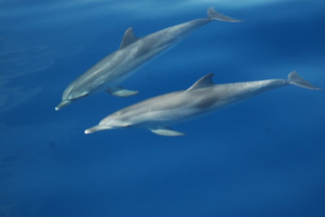 Dolphin and Whale Sailing Tour in Los Gigantes - Boat Comfort, Small-Group Layout, and How to Handle Choppy Water