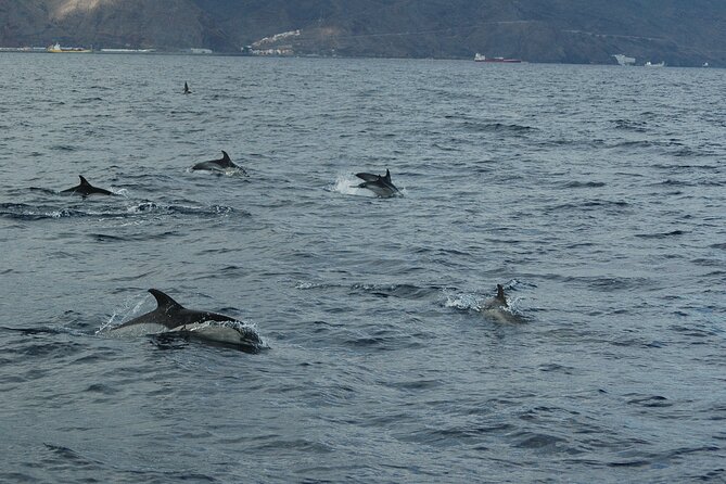 Dolphin and Whale Sailing Tour in Los Gigantes - Your Search for Dolphins and Pilot Whales in Teno Rural Park