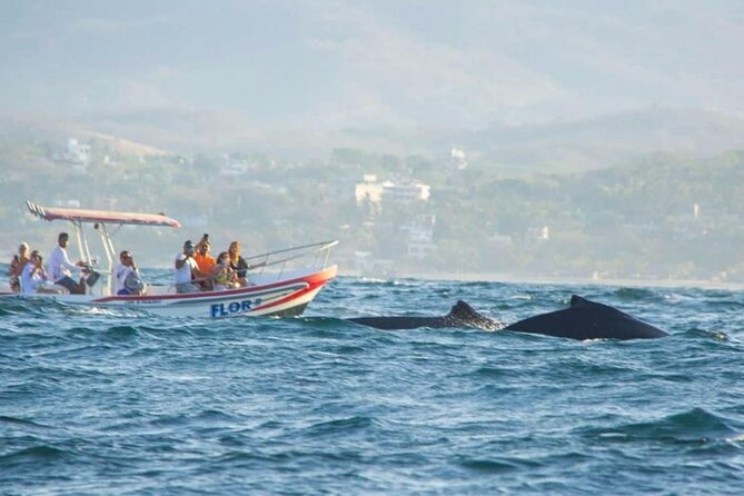 Dolphin and Whale Watching Boat Trip in Puerto Escondido - Dolphin and Whale Watching in Puerto Escondido: what you’re actually paying for