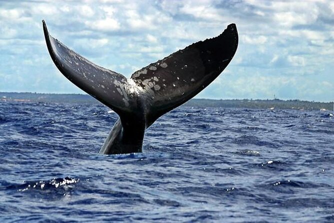 Dolphin and Whale Watching Boat Trip in Puerto Escondido - How the captain’s narration improves what you’re seeing
