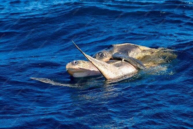 Dolphin and Whale Watching Boat Trip in Puerto Escondido - Snorkeling equipment included: what “optional” really means here