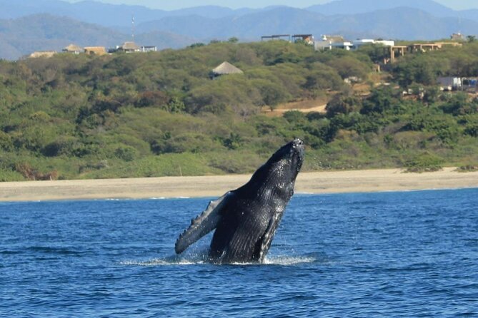 Dolphin and Whale Watching Boat Trip in Puerto Escondido - Omar and Salvador: why strong guidance changes the whole trip