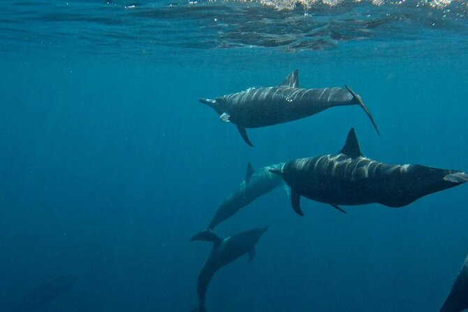 Dolphin and Whale Watching Boat Trip in Puerto Escondido - Duration and group size: how the pacing feels