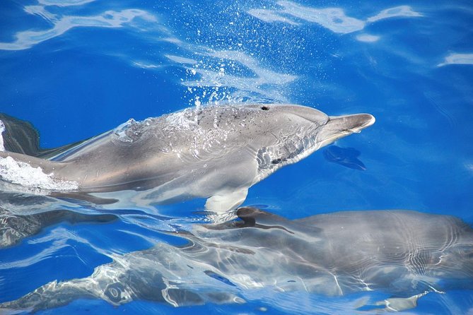 Dolphin and Whale Watching Catamaran Cruise from Funchal - Cabo Girão swim stop: the highlight when conditions are right