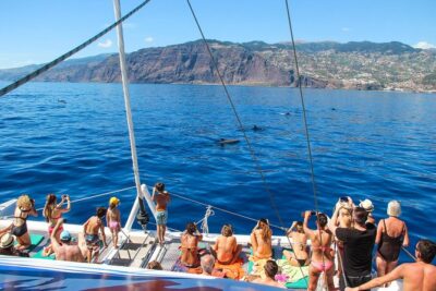 Dolphin and Whale Watching Catamaran Cruise from Funchal - The cetacean search: what the crew does out on the water