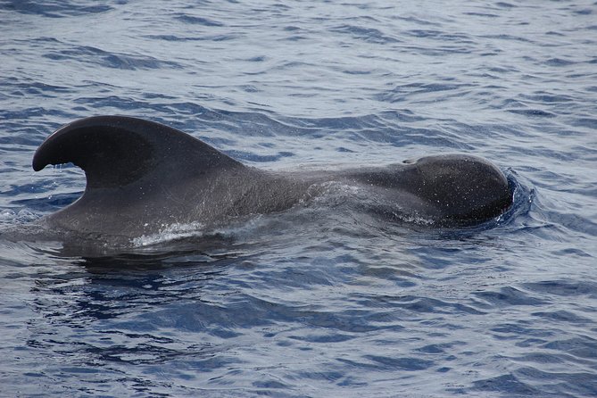 Dolphin and Whale Watching Catamaran Cruise from Funchal - On-board comfort: toilets, drinks, and how to handle choppy water