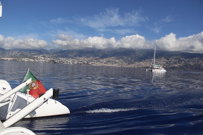 Dolphin and Whale Watching Catamaran Cruise from Funchal - How much it costs and whether it feels like good value