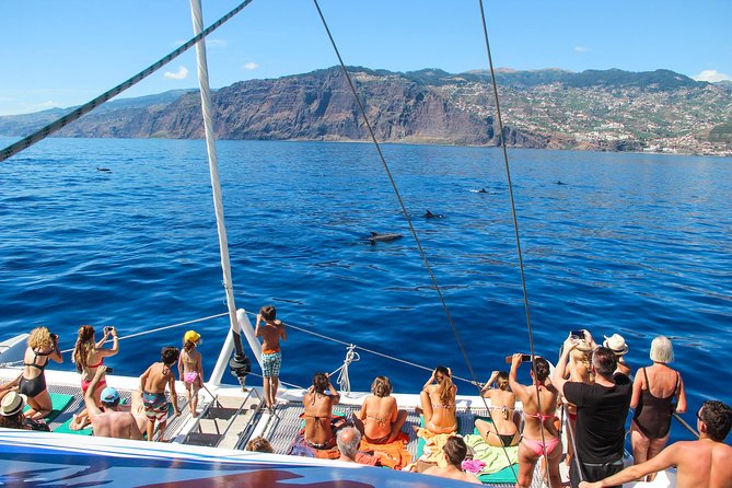 Dolphin and Whale Watching Catamaran Cruise from Funchal - The cetacean search: what the crew does out on the water