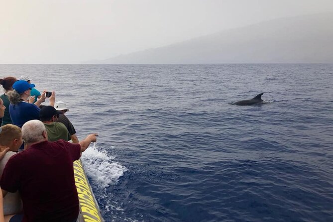 Dolphin and Whale Watching in La Restinga - Key things I’d plan around on this La Restinga watch