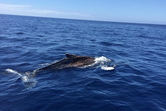 Dolphin and Whale Watching in La Restinga - From La Restinga to the Atlantic: what the 3-hour outing is really like