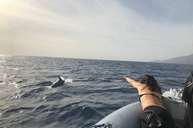 Dolphin and Whale Watching in La Restinga - Responsible cetacean watching: why this matters for what you see