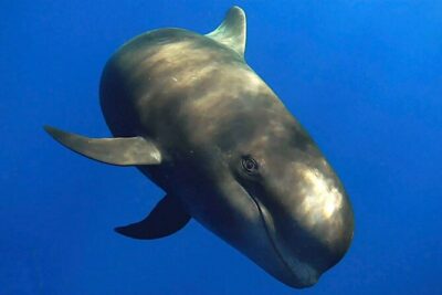 Dolphin and Whale Watching in La Restinga - Small group size and the guide style you’ll feel on the boat