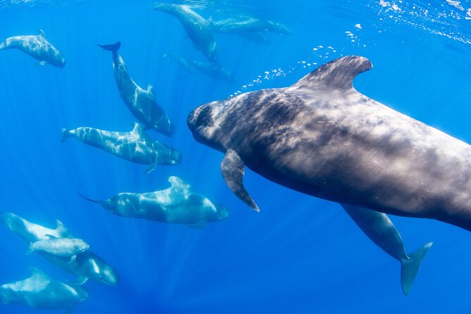 Dolphin and Whale Watching in La Restinga - What wildlife you can realistically look for (including the hard-to-see beaked whale)