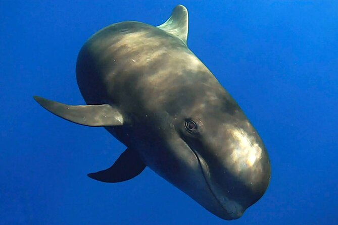 Dolphin and Whale Watching in La Restinga - Small group size and the guide style you’ll feel on the boat