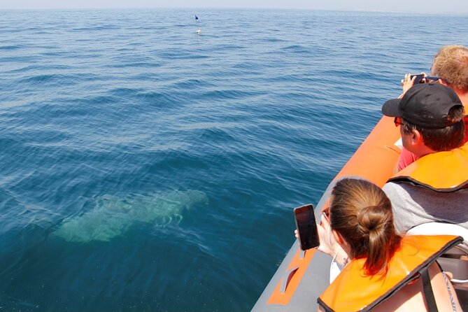 Dolphin and Whale Watching in Lagos - Setting off from Lagos: where the trip starts and what the morning feels like