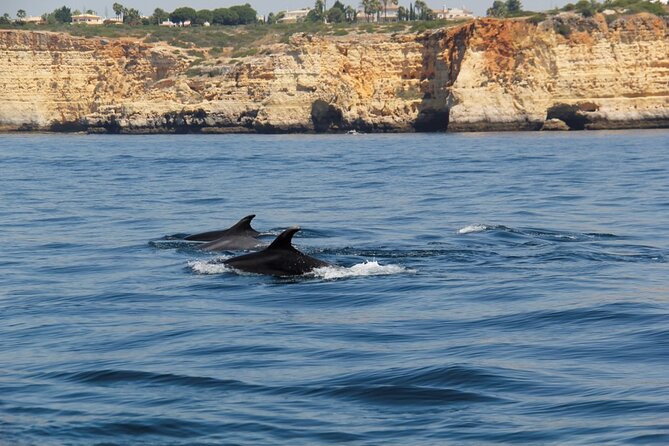 Dolphin and Whale Watching in Lagos - The 90 minutes on the Atlantic: a simple rhythm with one big unknown