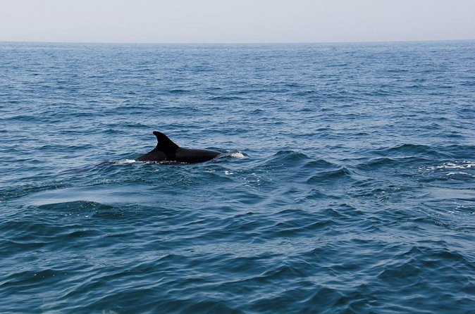 Dolphin and Whale Watching in Lagos - Comfort and practical tips: how to spot more (and enjoy the ride)