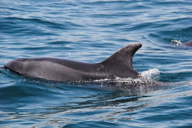 Dolphin and Whale Watching in Lagos - Small group dynamics: why max 18 matters on a boat