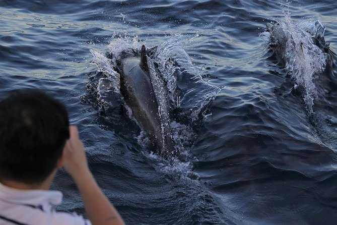Dolphin and Whale Watching Sunset Cruise - Key Things to Know Before You Go