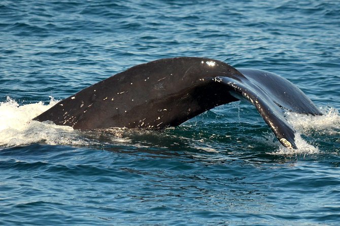 Dolphin and Whale Watching Sunset Cruise - Why Mission Bay Makes This Sunset Cruise Such a Good Value
