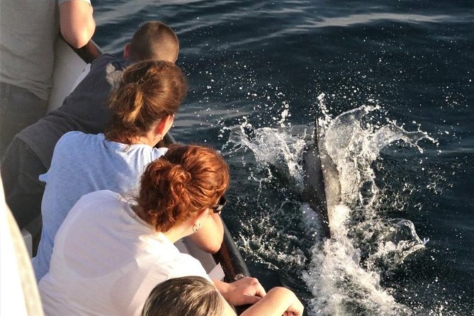Dolphin and Whale Watching Sunset Cruise - The Sighting Hunt: What Whale and Dolphin Watching Feels Like Here