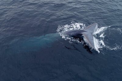 Dolphin and Whale Watching Sunset Cruise - Boarding and Timing: How the Evening Flows