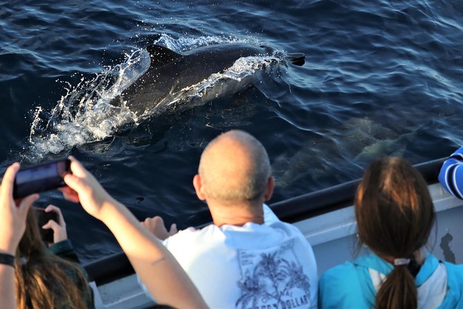 Dolphin and Whale Watching Sunset Cruise - The Sunset Portion: Sailing the Shore When the Color Changes