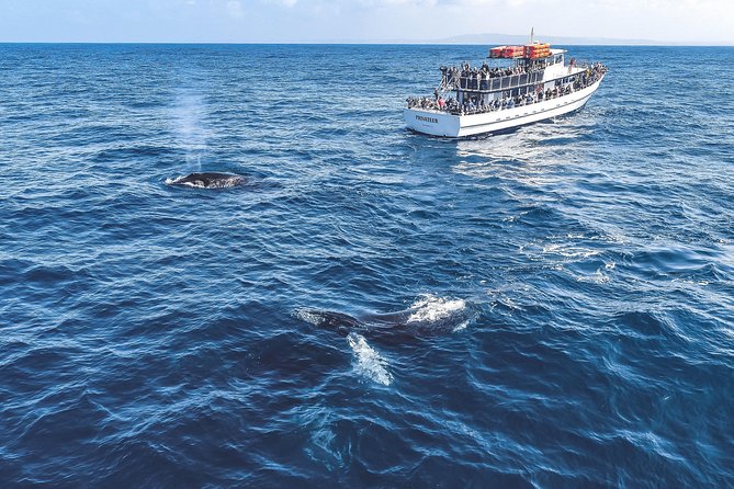 Dolphin and Whale Watching Sunset Cruise - Final Thoughts: Should You Book This Dolphin and Whale Watching Sunset Cruise?