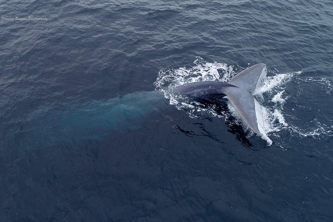 Dolphin and Whale Watching Sunset Cruise - Boarding and Timing: How the Evening Flows