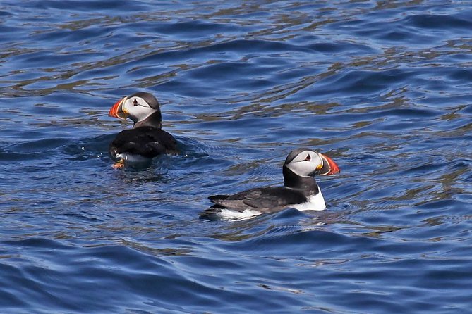 Dolphin and Whale Watching Tour from Dingle - Key things to know before you go