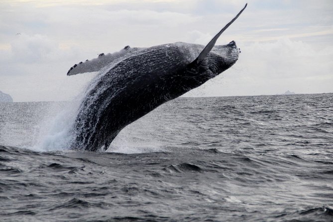 Dolphin and Whale Watching Tour from Dingle - Slea Head Drive and Europe’s westernmost point