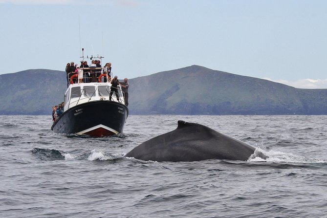 Dolphin and Whale Watching Tour from Dingle - Timing and meeting point: why 1:00 pm matters