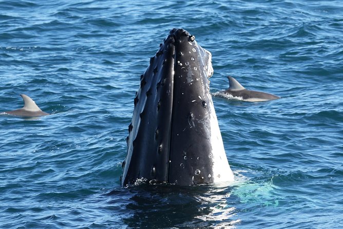 Dolphin & Whale Cruise - Key points to know before you go