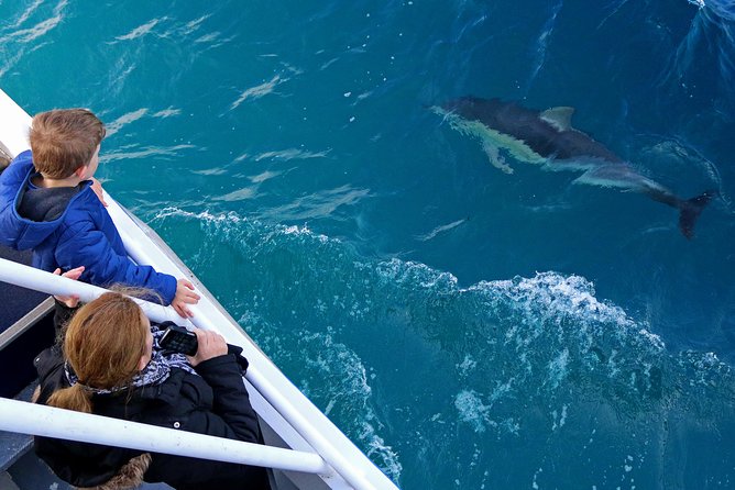 Dolphin & Whale Cruise - Winter whales off Cape Woolamai: why this cruise is worth your time