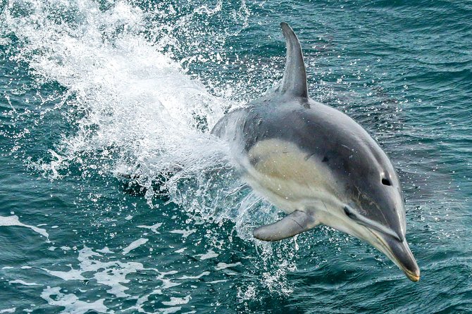 Dolphin & Whale Cruise - Cape Woolamai Old Granite Quarry stop: a short history break