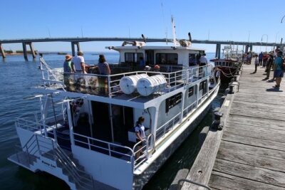 Dolphin & Whale Cruise - San Remo Jetty to open ocean: what the 3-hour outing really feels like