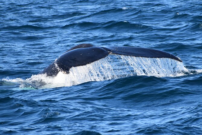Dolphin & Whale Cruise - Comfort onboard: catamaran ride, onboard commentary, and afternoon tea
